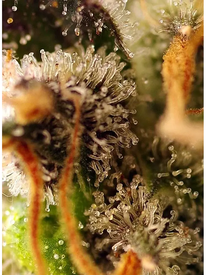 Gorilla Sherbet F1 Fem® X3+1-Sweet Seeds 3