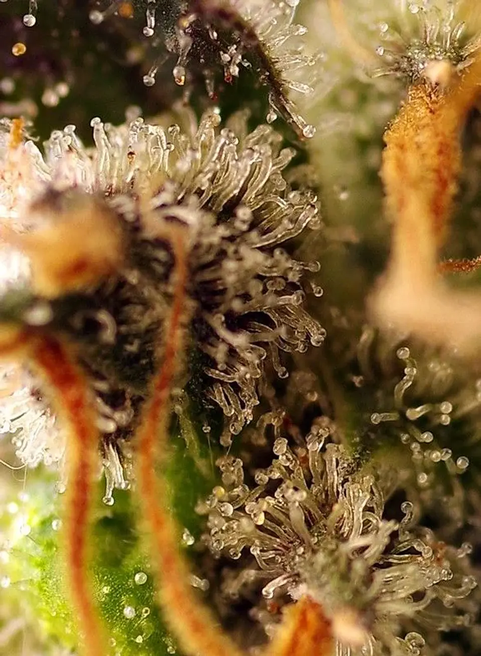 Gorilla Sherbet F1 Fem® X3+1-Sweet Seeds 3