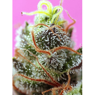 SWEET MIMOSA XL AUTO® X3+1-SWEET SEEDS