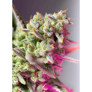 Sweet Mimosa Xl Auto® X5+2-Sweet Seeds