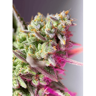 SWEET MIMOSA XL AUTO® X5+2-SWEET SEEDS