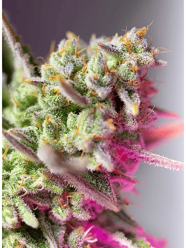 SWEET MIMOSA XL AUTO® X5+2-SWEET SEEDS 2