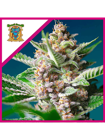 PURPLE PUNCH OG FEM® X3+1-SWEET SEEDS 1