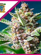 Purple Punch Og Fem® X3+1-Sweet Seeds - Miniatura 1