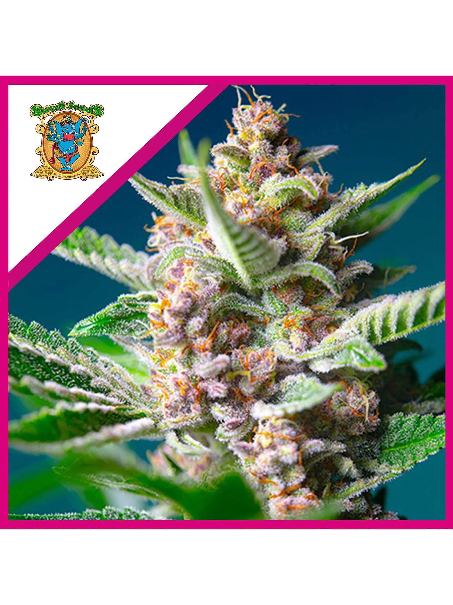 Purple Punch Og Fem® -Sweet Seeds (X5+2/X3+1) 1