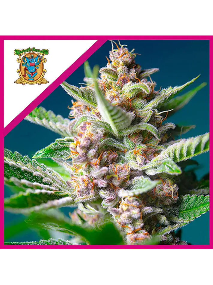 Purple Punch Og Fem® -Sweet Seeds (X5+2/X3+1) 1