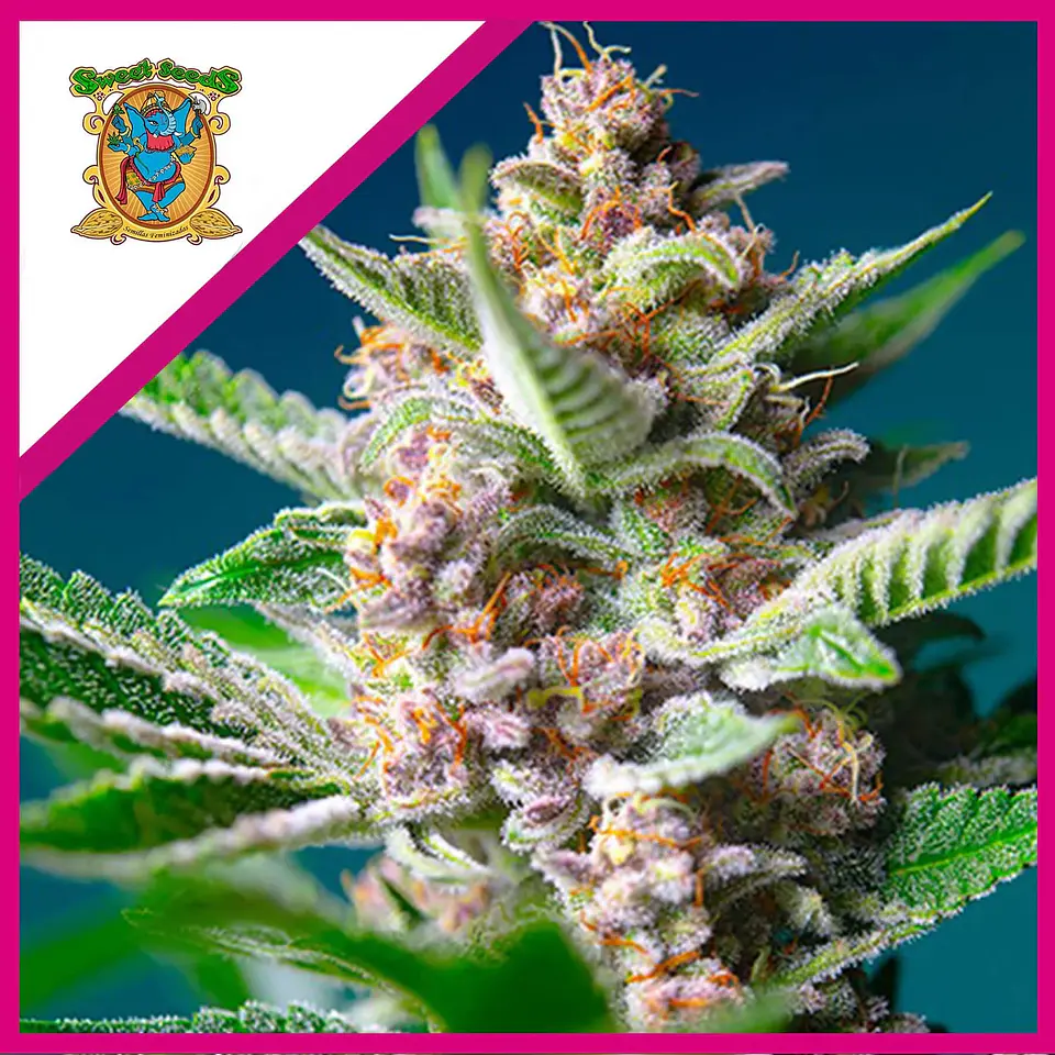 Purple Punch Og Fem® -Sweet Seeds (X5+2/X3+1) 1