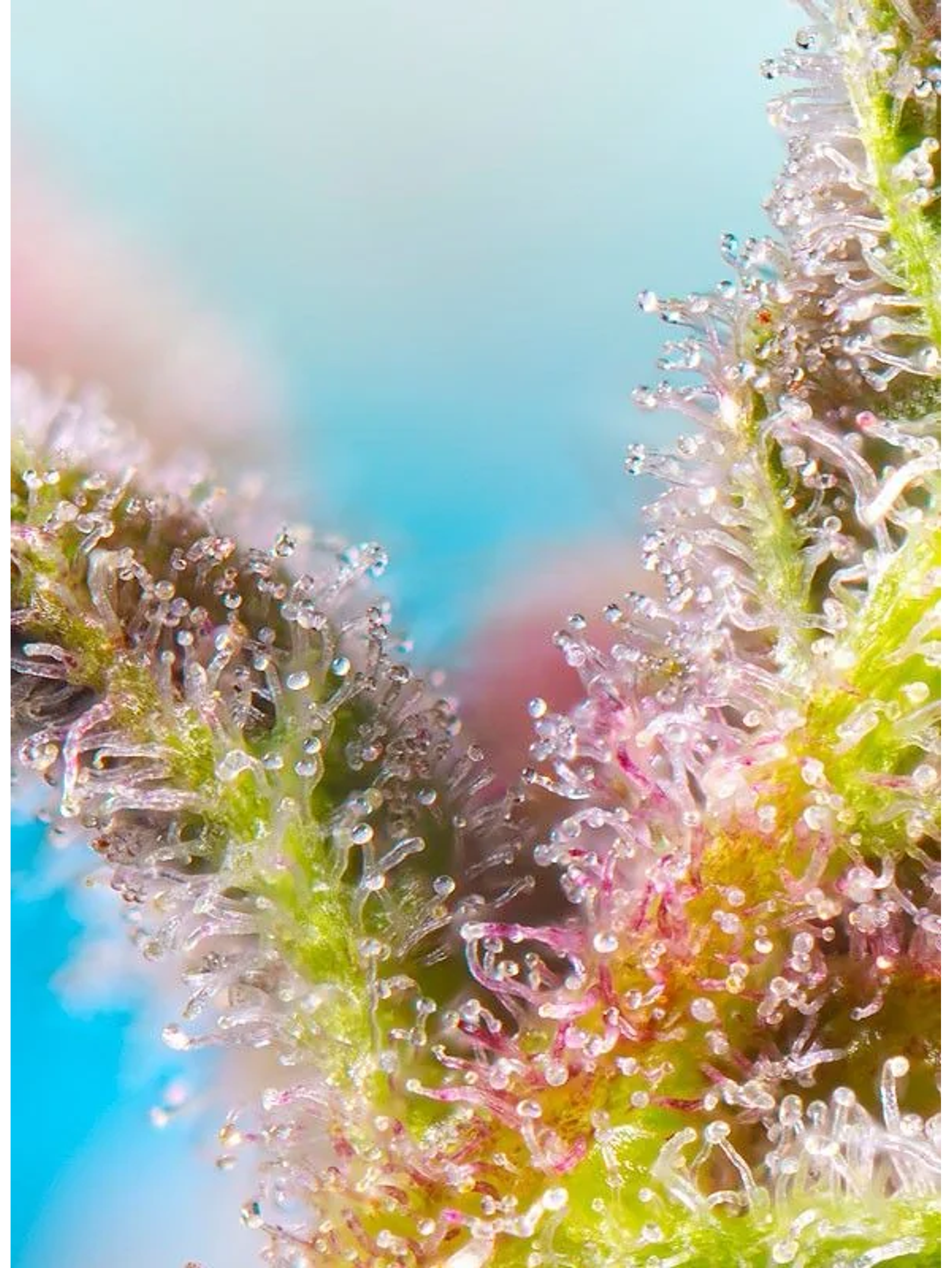 Purple Punch Og Xl Auto® -Sweet Seeds (X25/X5+2/X3+1) 2