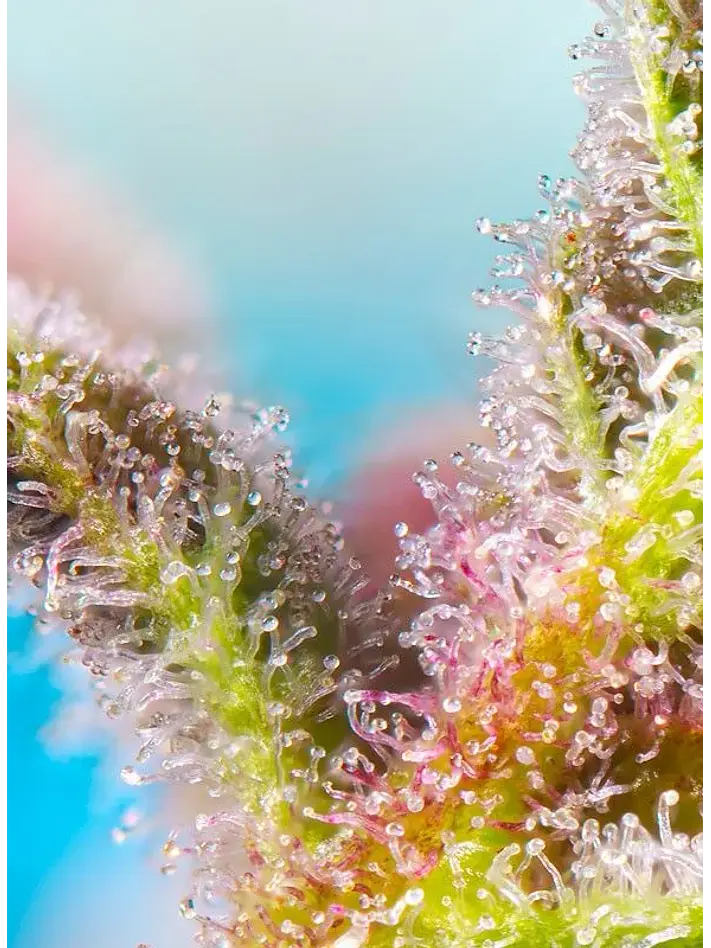 Purple Punch Og Xl Auto® -Sweet Seeds (X25/X5+2/X3+1) 2
