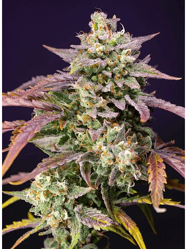 PURPLE PUNCH OG XL AUTO® X3+1-SWEET SEEDS 3
