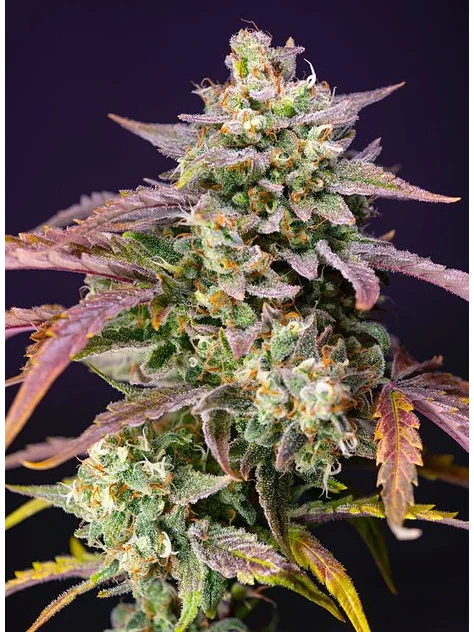 Purple Punch Og Xl Auto® -Sweet Seeds (X25/X5+2/X3+1) 3