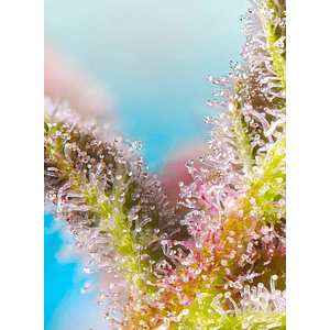 Purple Punch Og Xl Auto® X5+2-Sweet Seeds