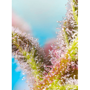 PURPLE PUNCH OG XL AUTO® X5+2-SWEET SEEDS