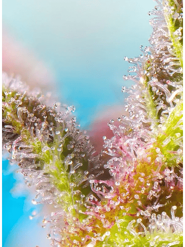 PURPLE PUNCH OG XL AUTO® X5+2-SWEET SEEDS 2