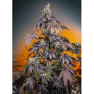RED GORILLA GIRL XL AUTO® X3+1-SWEET SEEDS