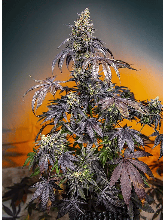 RED GORILLA GIRL XL AUTO® X3+1-SWEET SEEDS 1