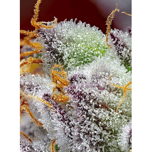 RED GORILLA GIRL XL AUTO® X3+1-SWEET SEEDS