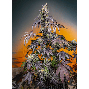 Red Gorilla Girl Xl Auto® -Sweet Seeds (X5+2/X3+1)