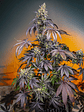 RED GORILLA GIRL XL AUTO® X5+2-SWEET SEEDS - Miniatura 1