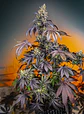 Red Gorilla Girl Xl Auto® -Sweet Seeds (X5+2/X3+1) - Miniatura 1