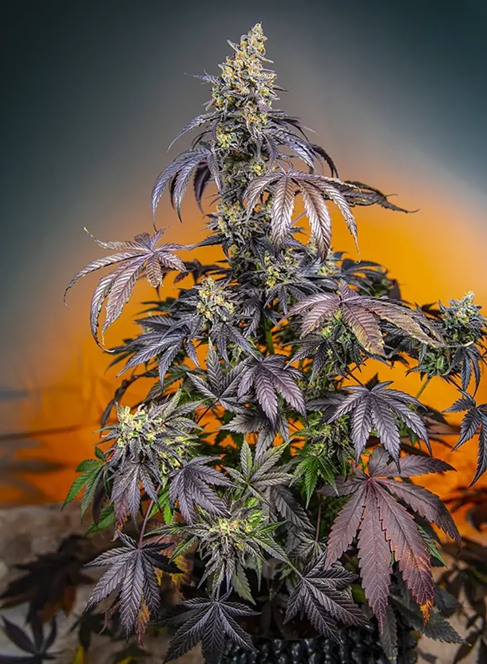 Red Gorilla Girl Xl Auto® -Sweet Seeds (X5+2/X3+1) 1