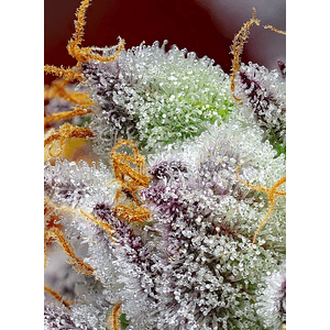 Red Gorilla Girl Xl Auto® -Sweet Seeds (X5+2/X3+1)