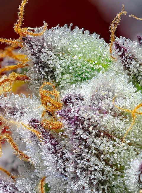 Red Gorilla Girl Xl Auto® -Sweet Seeds (X5+2/X3+1)