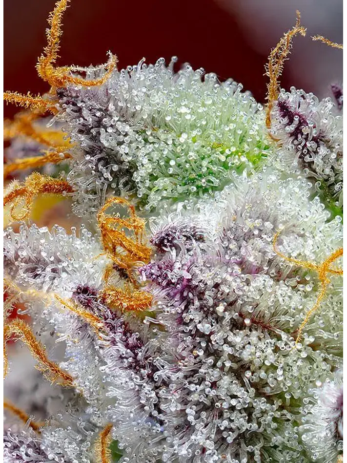 Red Gorilla Girl Xl Auto® -Sweet Seeds (X5+2/X3+1) 2