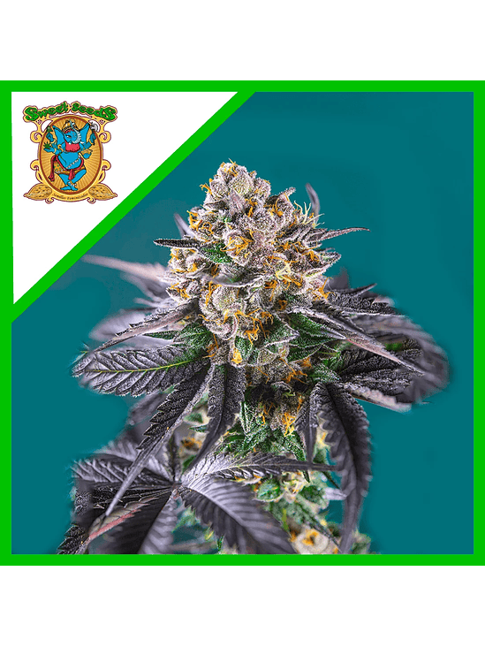 RED STRAWBERRY BANANA AUTO® X3+1-SWEET SEEDS 2