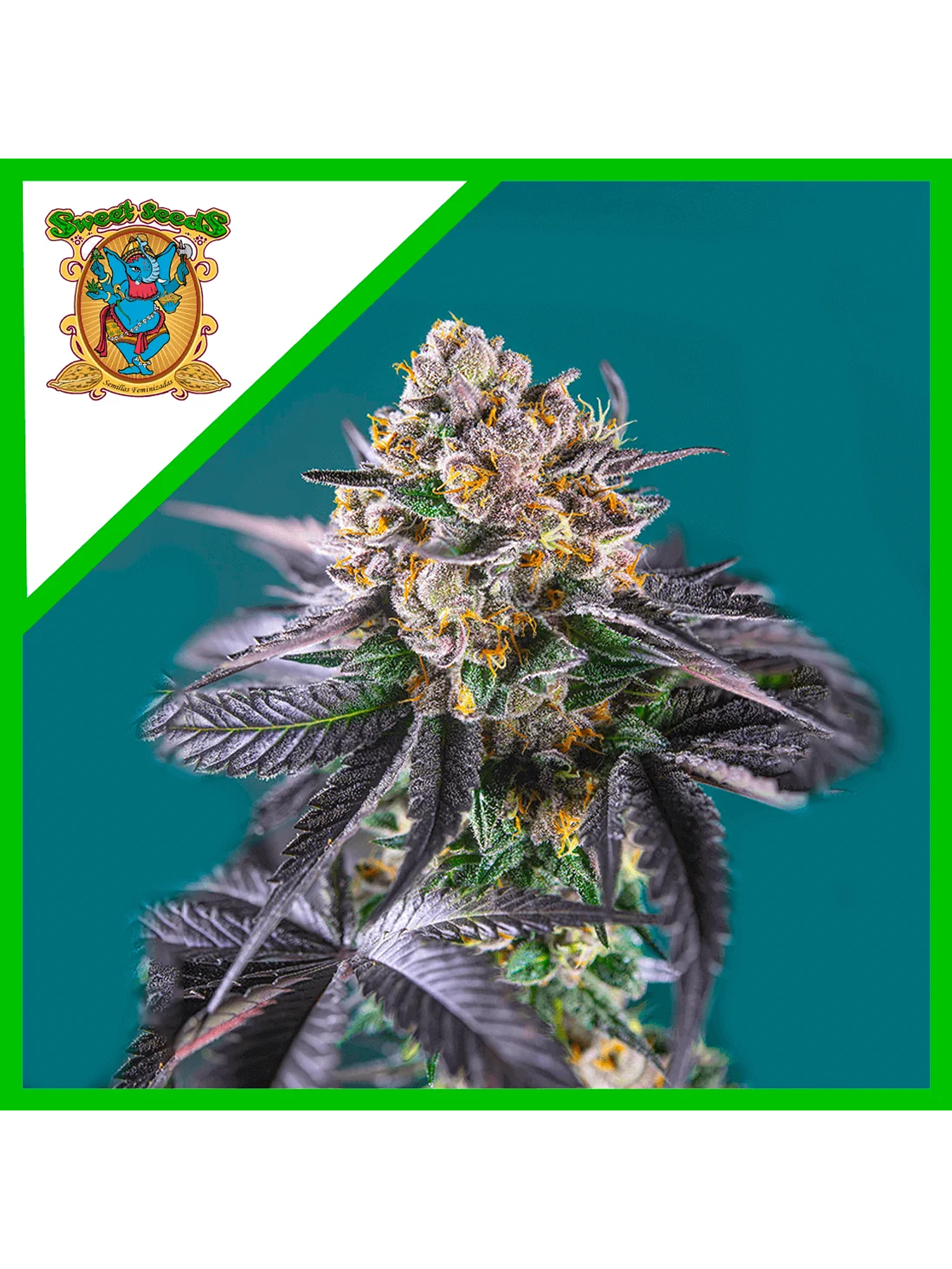 Red Strawberry Banana Auto® -Sweet Seeds (X5+2/X3+1) 1
