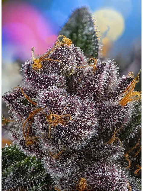 Red Strawberry Banana Auto® -Sweet Seeds (X5+2/X3+1) 2