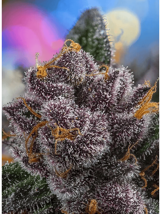 RED STRAWBERRY BANANA AUTO® X5+2-SWEET SEEDS 2