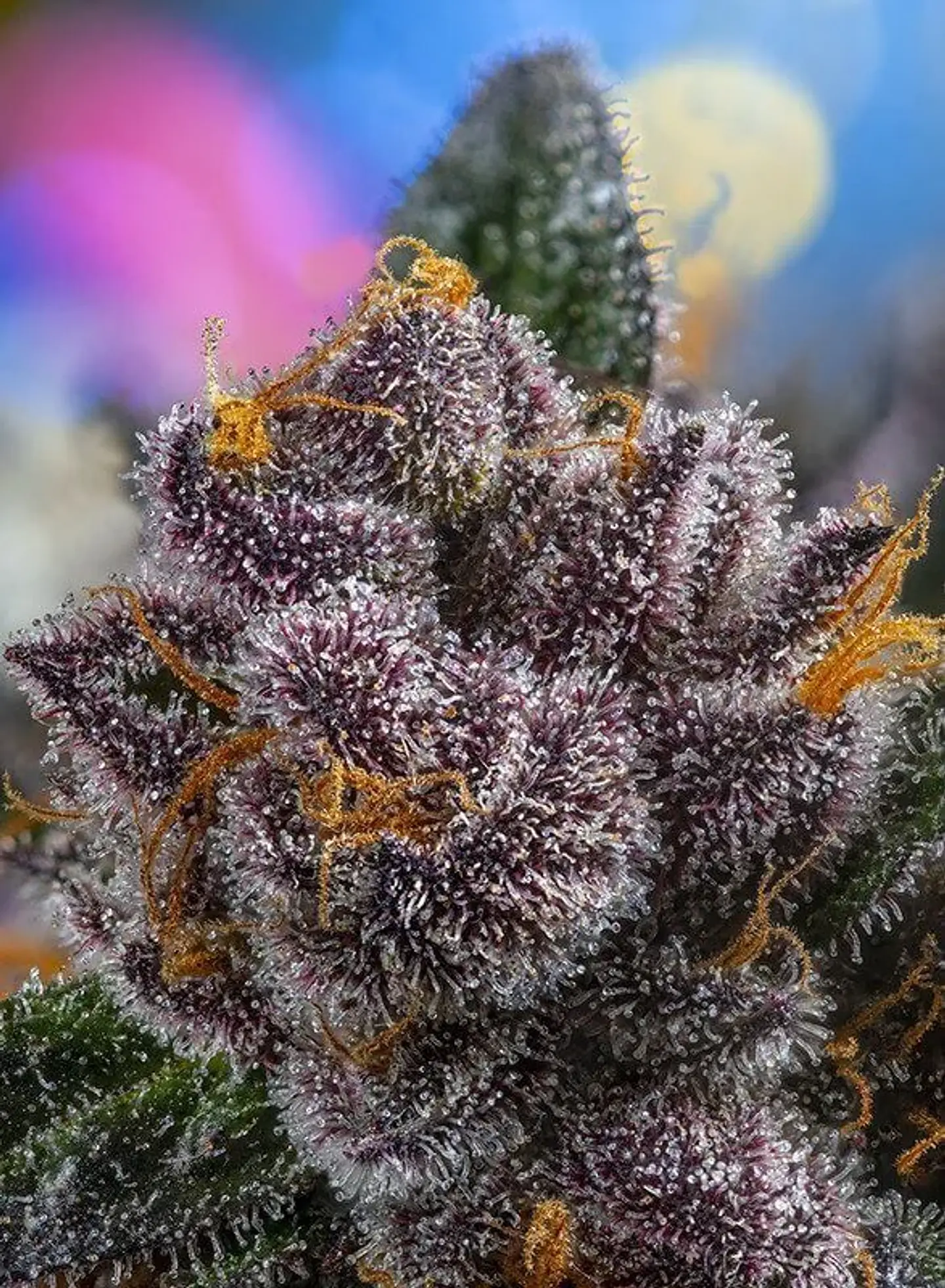 Red Strawberry Banana Auto® -Sweet Seeds (X5+2/X3+1) 2