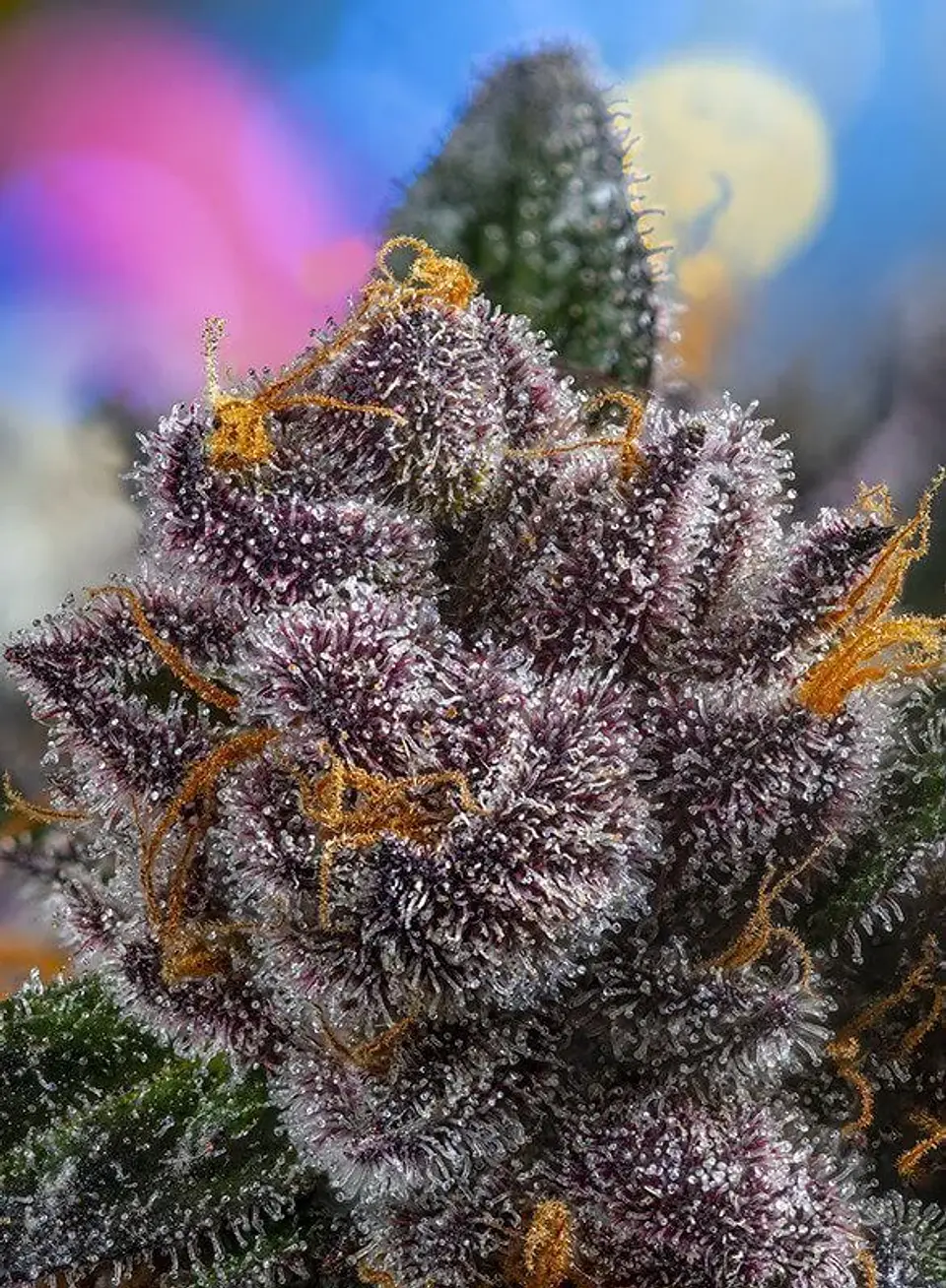 Red Strawberry Banana Auto® -Sweet Seeds (X5+2/X3+1) 2