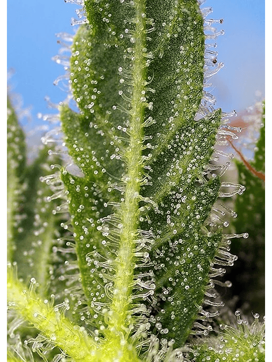 RUNTZ XL AUTO® X3+1-SWEET SEEDS 1