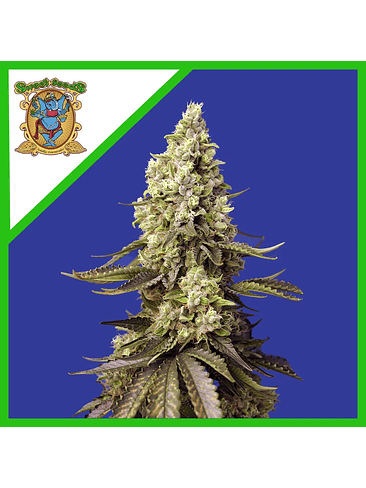 RUNTZ XL AUTO® X3+1-SWEET SEEDS 2