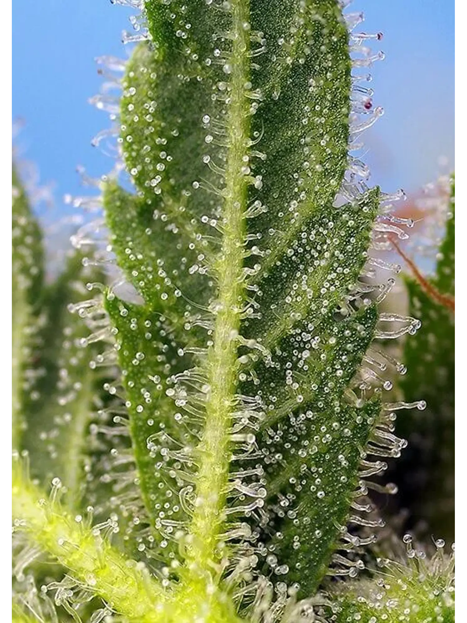 Runtz Xl Auto -Sweet Seeds (X5+2/X3+1) 2