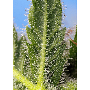 Runtz Xl Auto -Sweet Seeds (X5+2/X3+1)