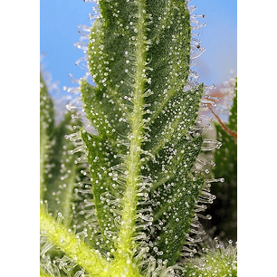 RUNTZ XL AUTO X5+2-SWEET SEEDS