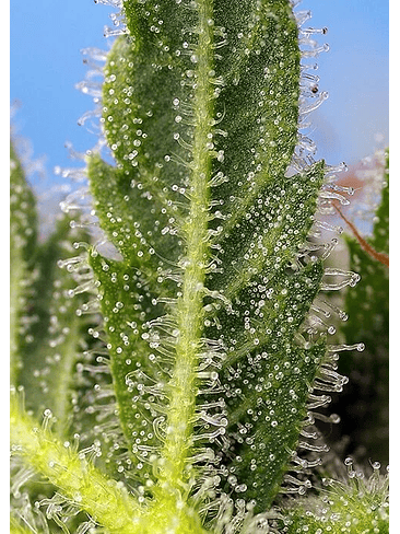 RUNTZ XL AUTO X5+2-SWEET SEEDS 1