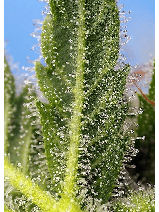 RUNTZ XL AUTO X5+2-SWEET SEEDS 1