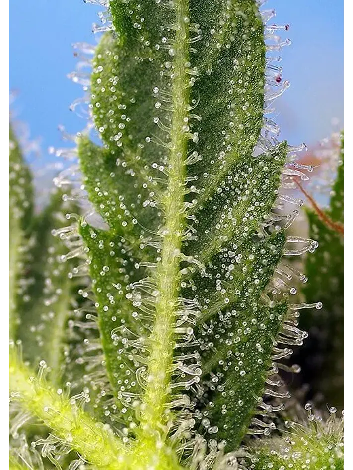Runtz Xl Auto -Sweet Seeds (X5+2/X3+1) 2