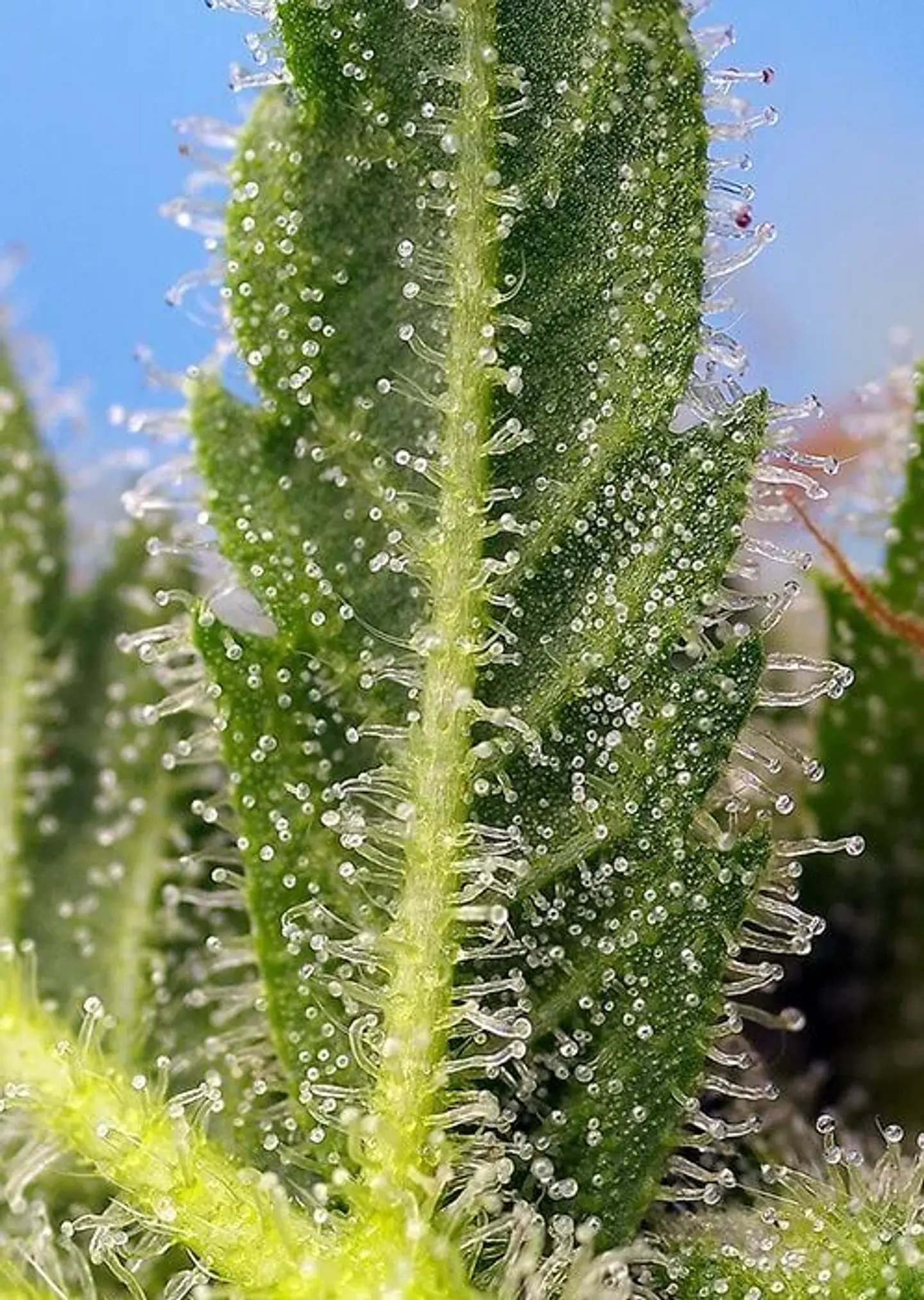 Runtz Xl Auto -Sweet Seeds (X5+2/X3+1) 2