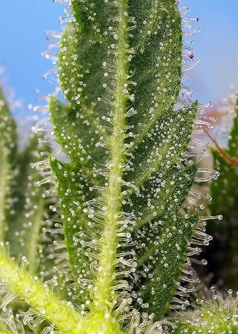 Runtz Xl Auto -Sweet Seeds (X5+2/X3+1) 2