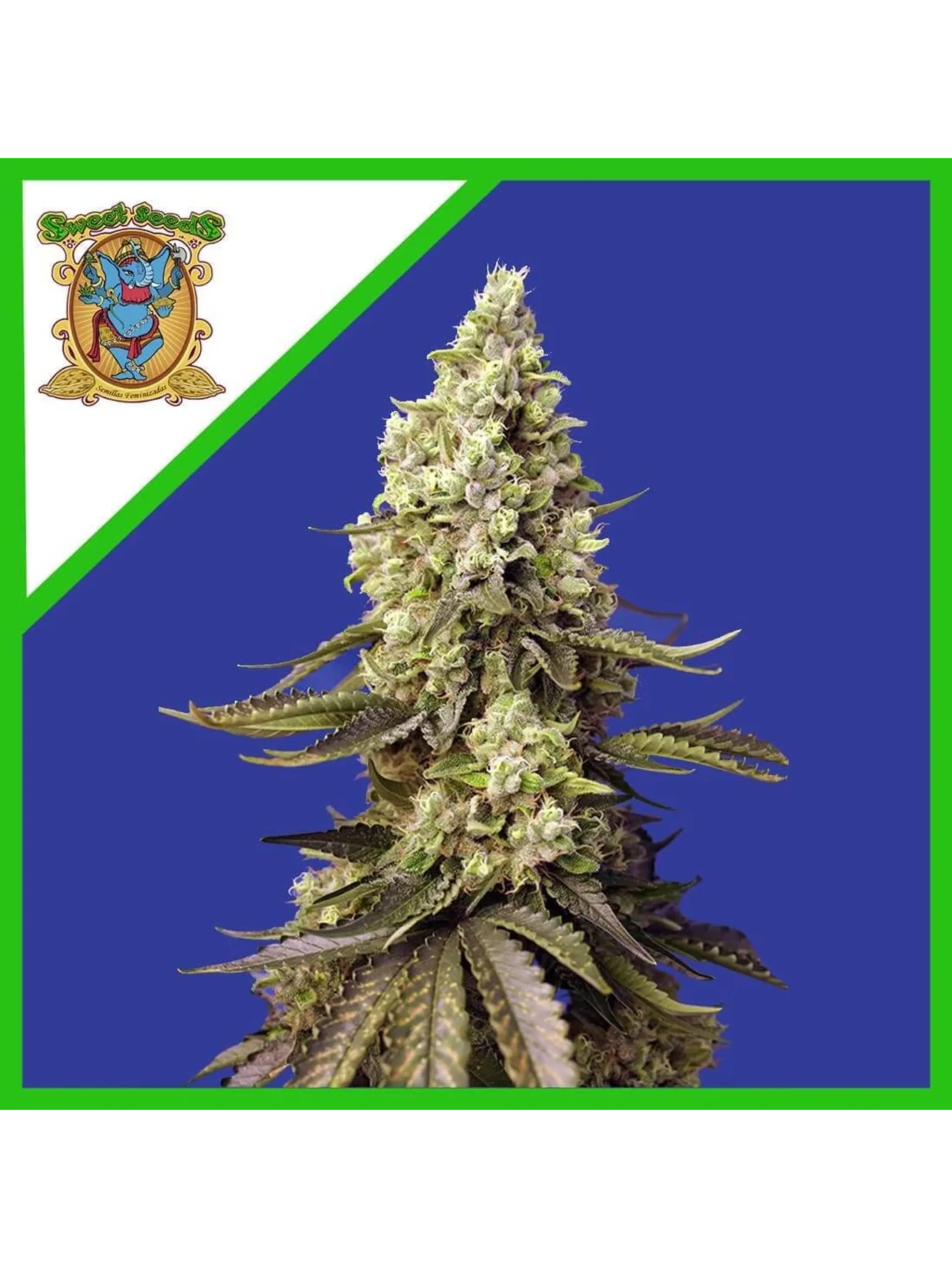 Runtz Xl Auto -Sweet Seeds (X5+2/X3+1) 1