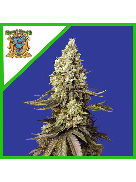 Runtz Xl Auto -Sweet Seeds (X5+2/X3+1) 1