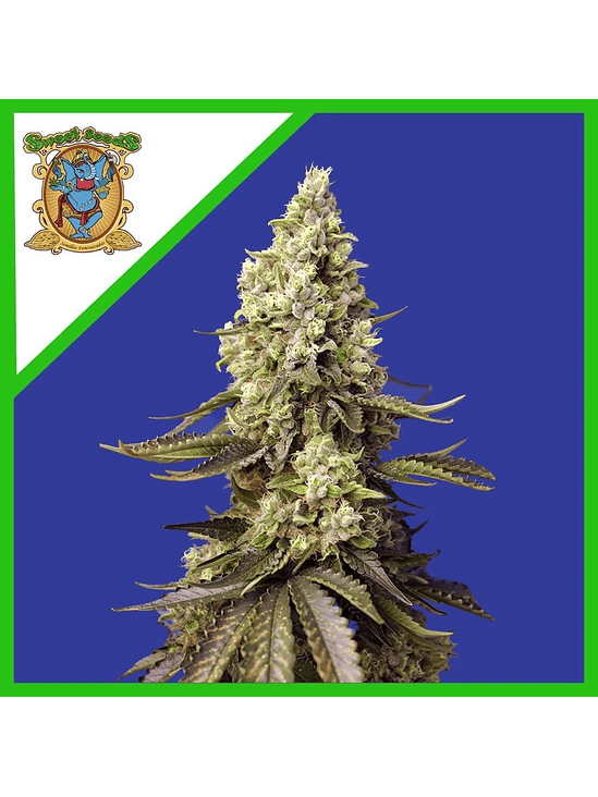 RUNTZ XL AUTO X5+2-SWEET SEEDS 2