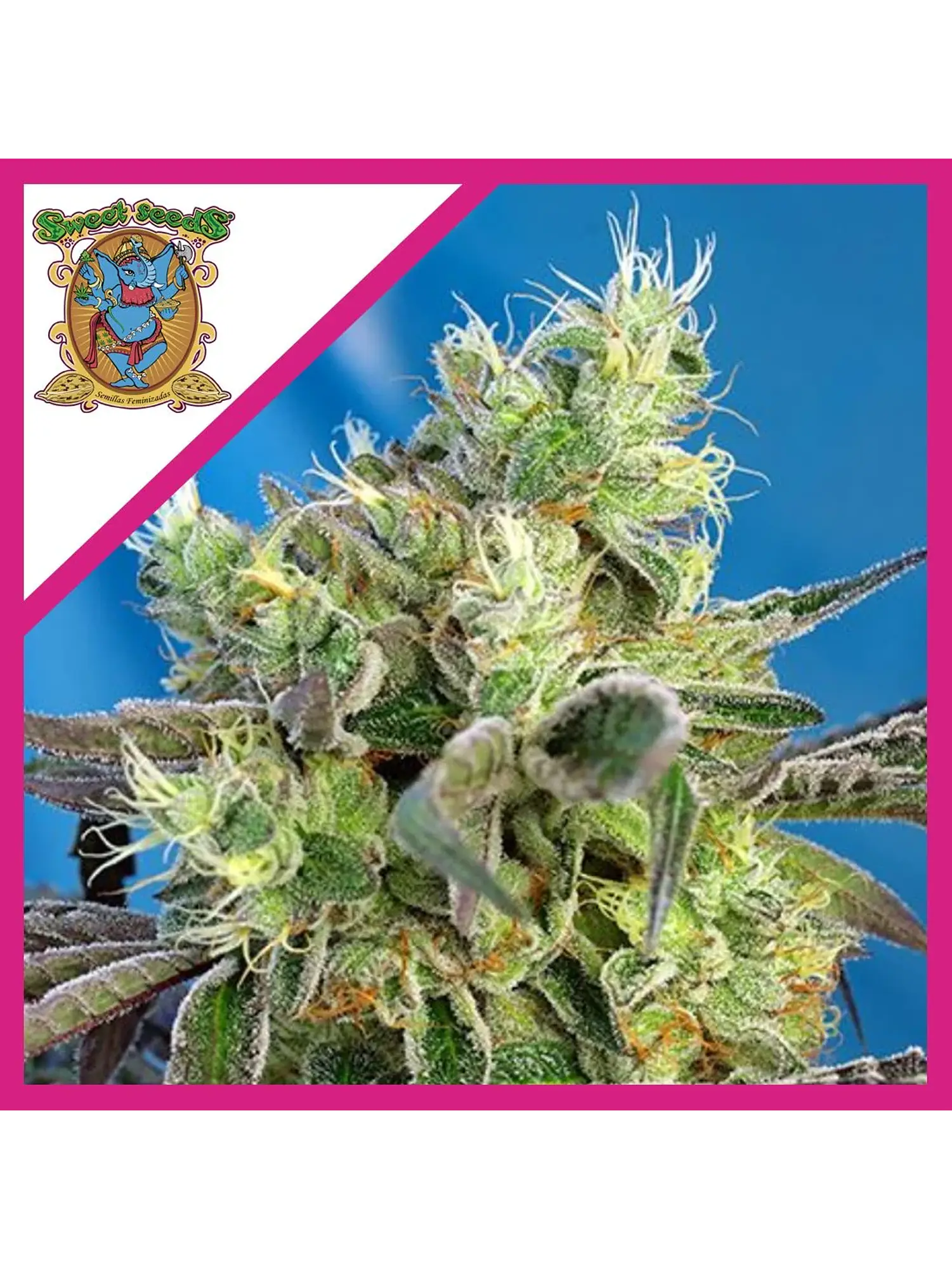 Do-Sweet-Dos Fem® X3+1-Sweet Seeds 1