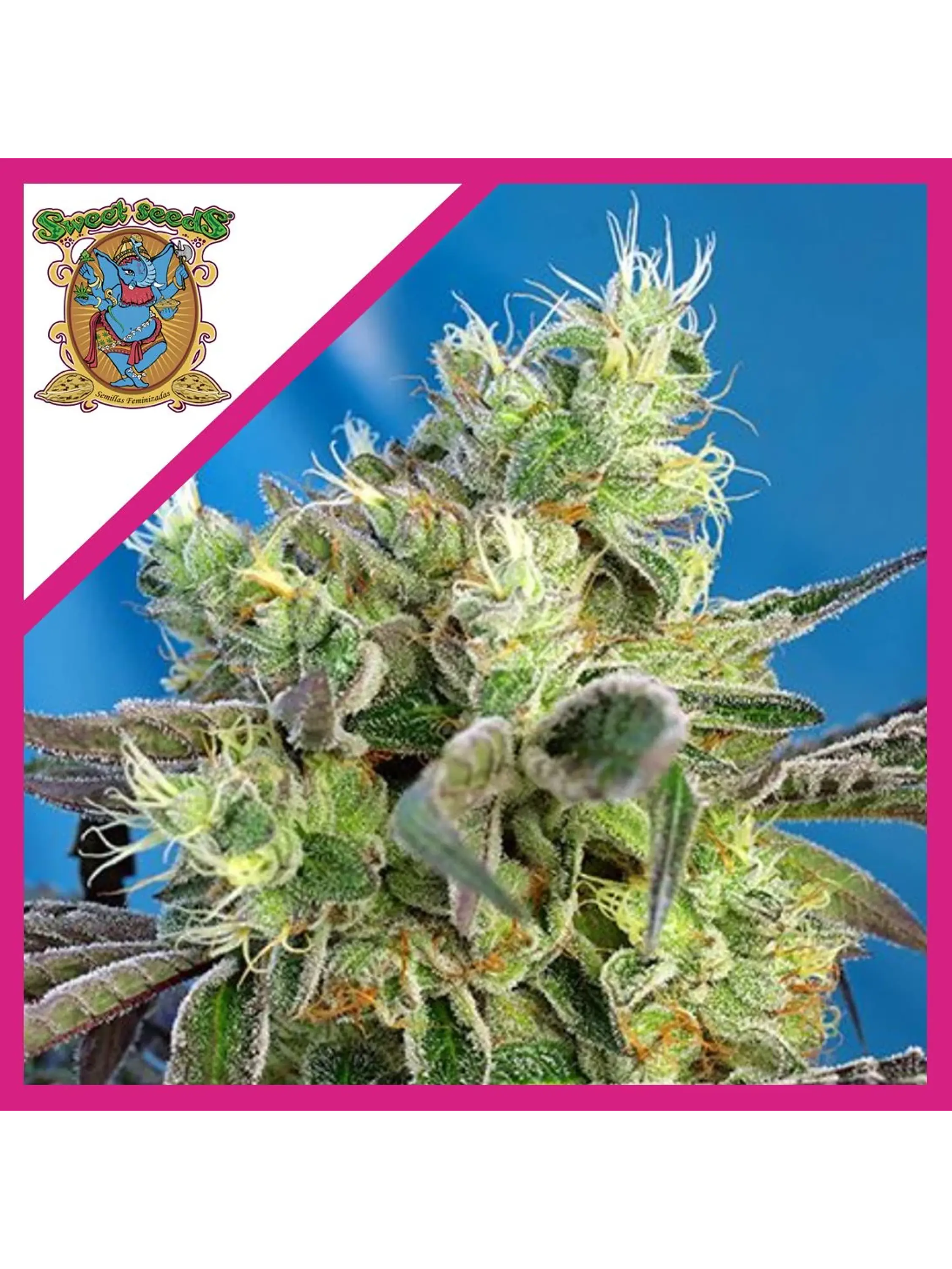 Do-Sweet-Dos Fem® X3+1-Sweet Seeds 1