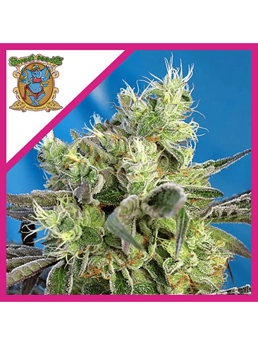 DO-SWEET-DOS FEM® X3+1-SWEET SEEDS 1